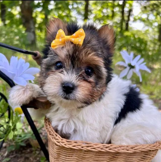 Lindo Macho de Biewer Terrier com Procedência Garantida