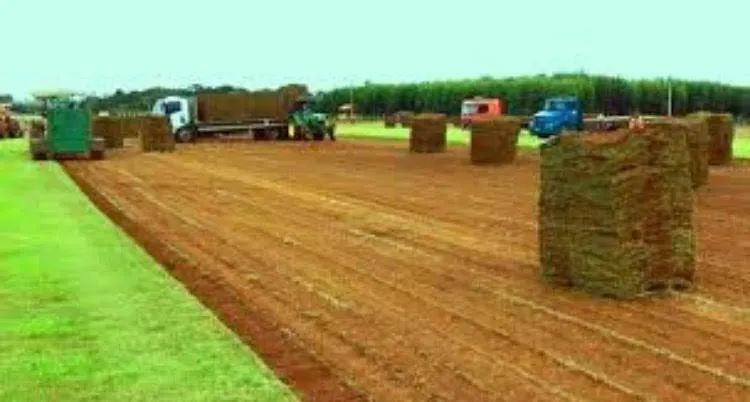 grama esmeralda em tapetes