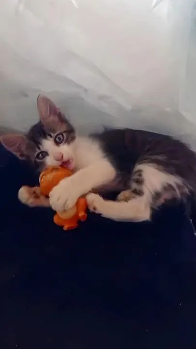 Doação filhotes de gato - Foto 3