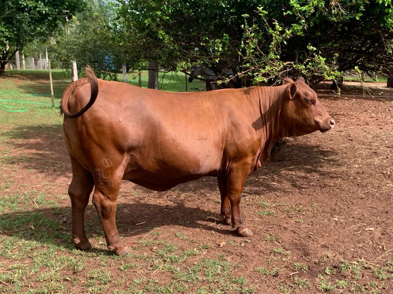 VACA SENEPOL P.O - Foto 3