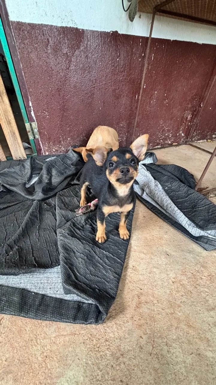 Pinscher macho - Foto 2