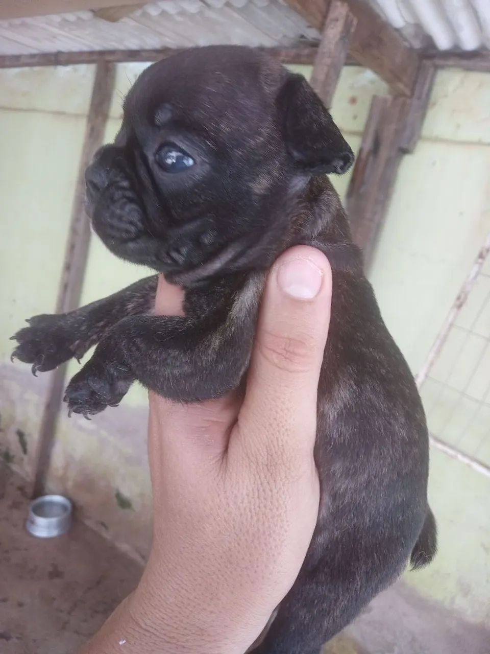 Mãe e filha venda Bulldog francês  - Foto 4