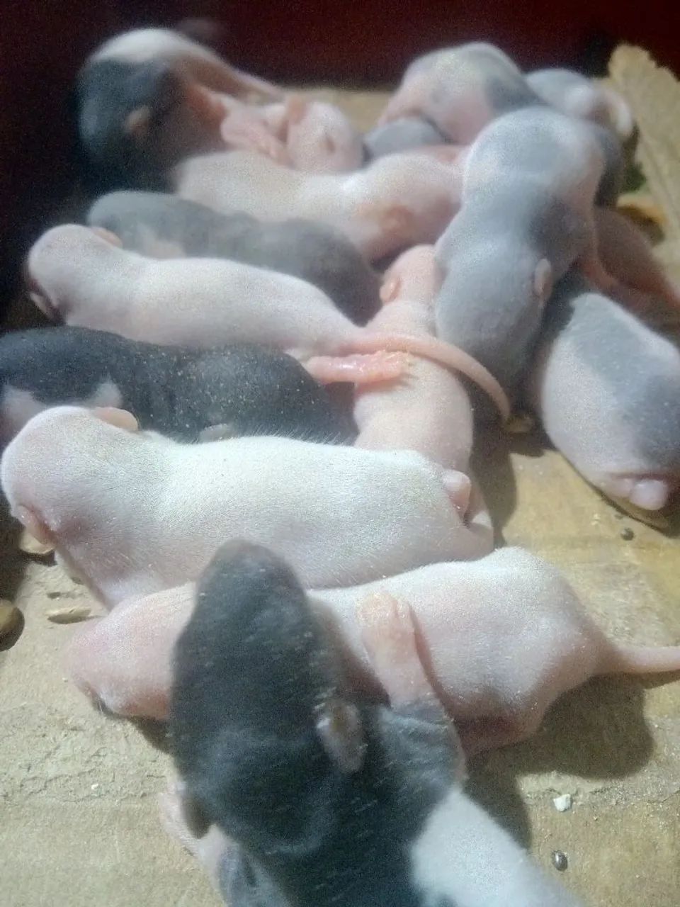 Twisters (RATAZANA DOMÉSTICA)