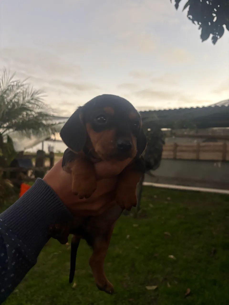 Dachshund  - Foto 5
