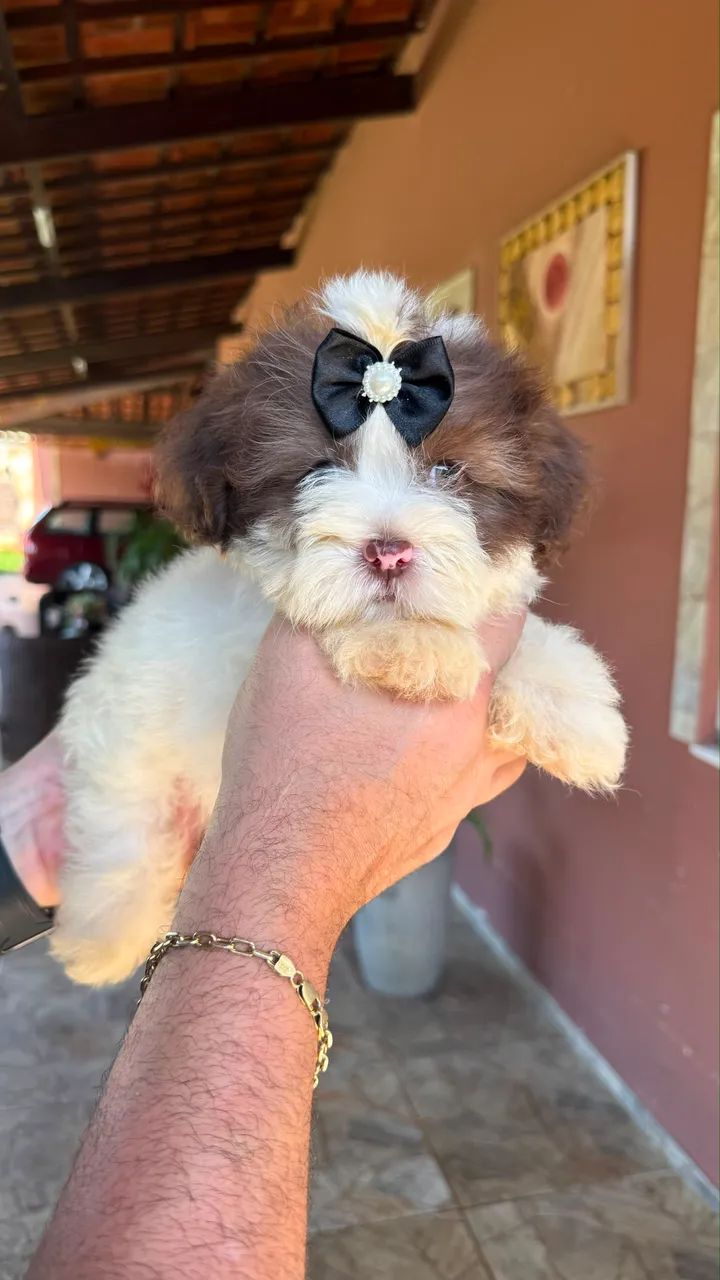 Lhasa Apso Macho e Fêmea  - Foto 4