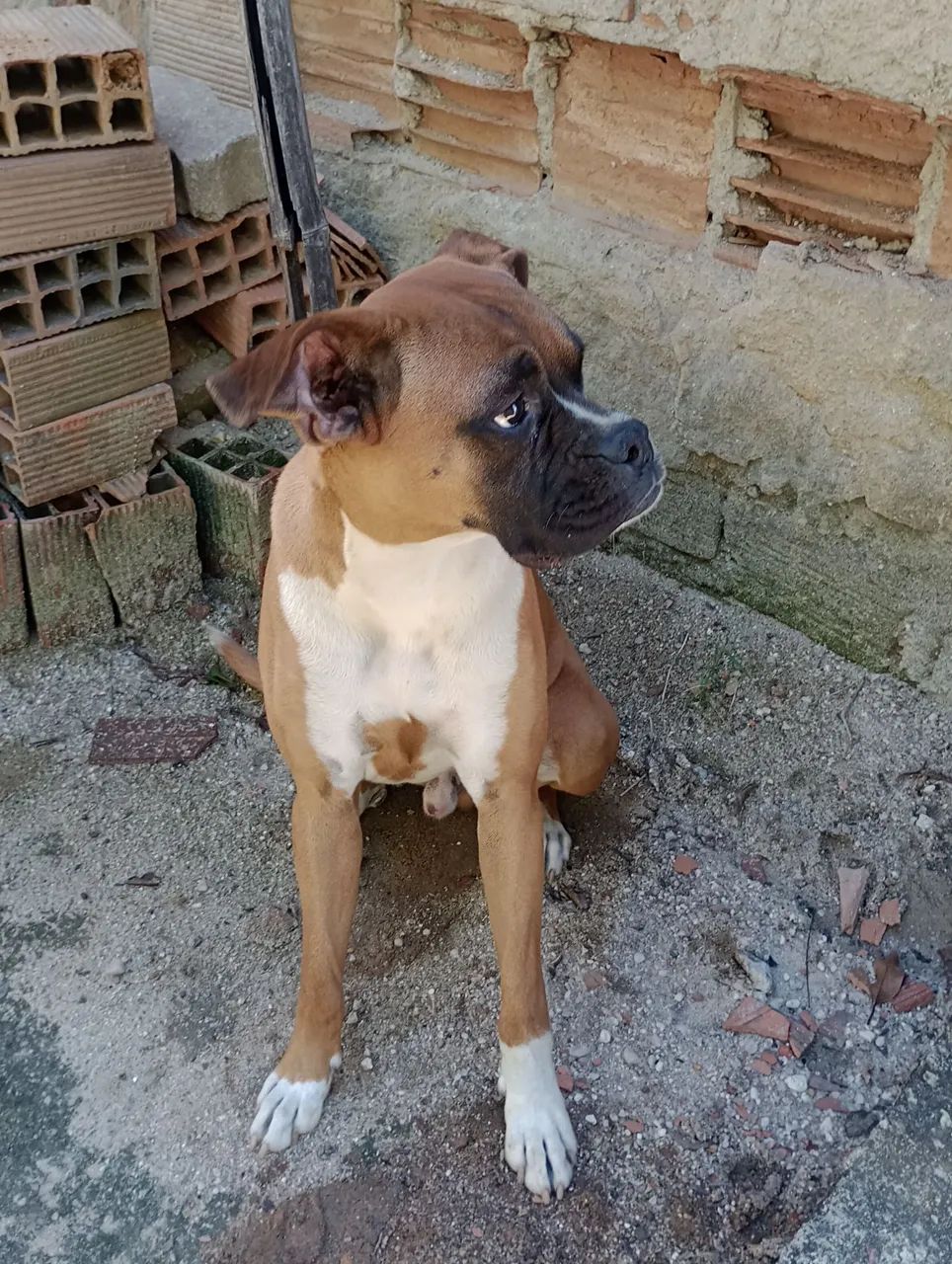 CÃO BOXER BARATO! - Foto 3