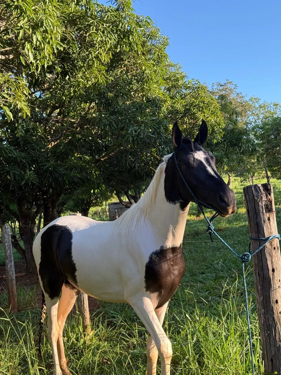 Cavalo Pampa  - Foto 2