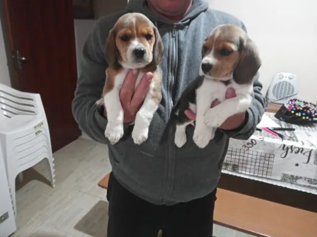 Beagle