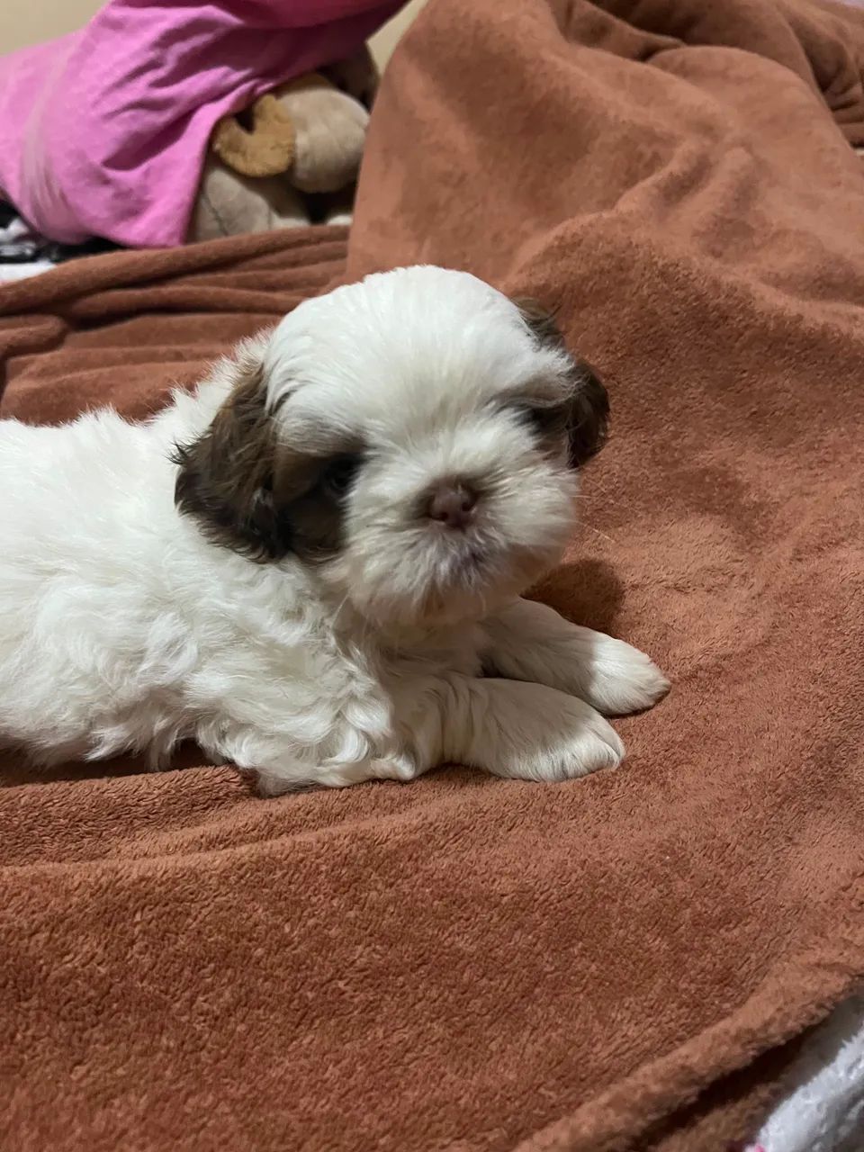 Shitzu mini macho fígado  - Foto 2