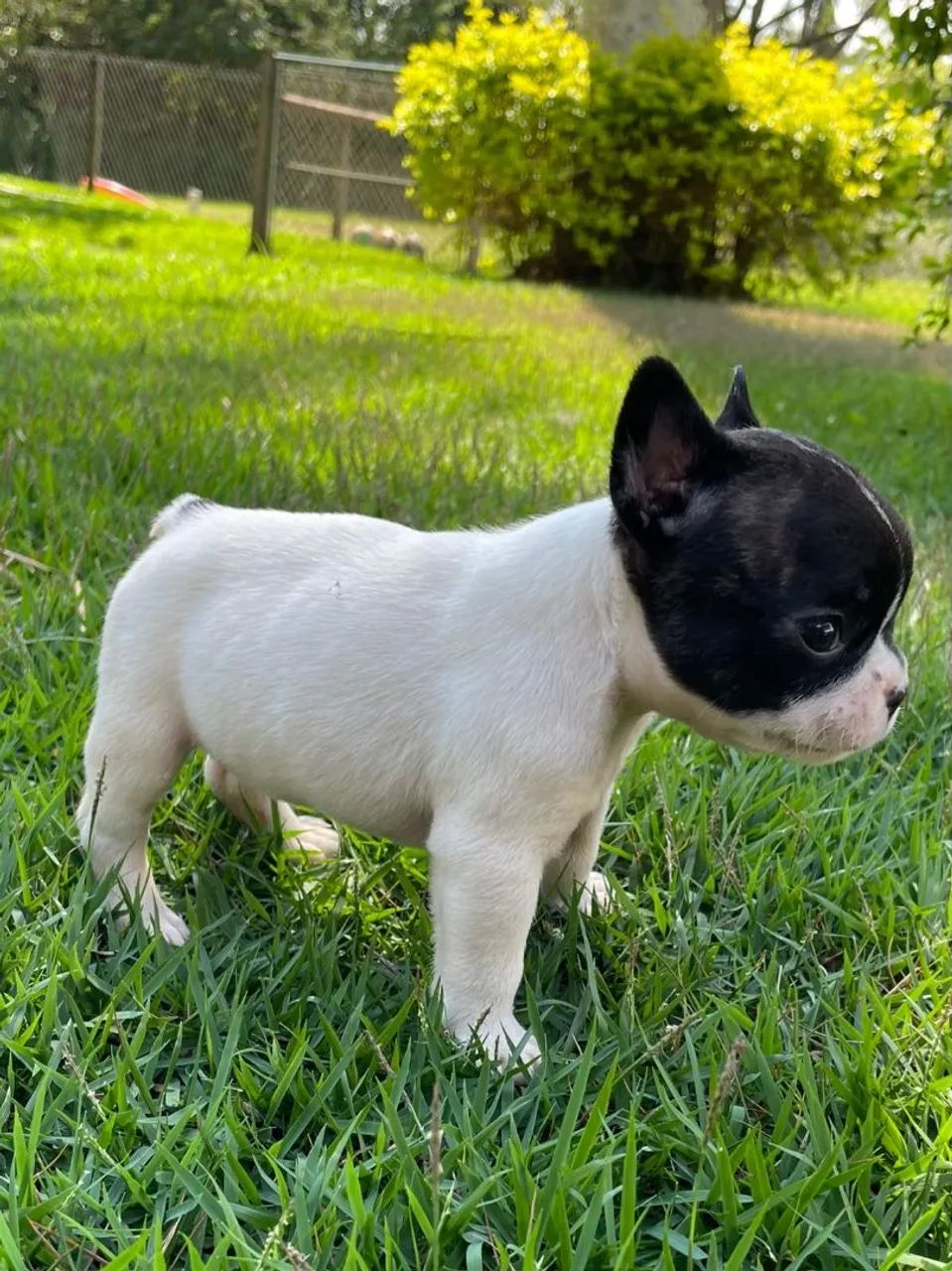 BULLDOG FRANCÊS MACHOS  - Foto 3