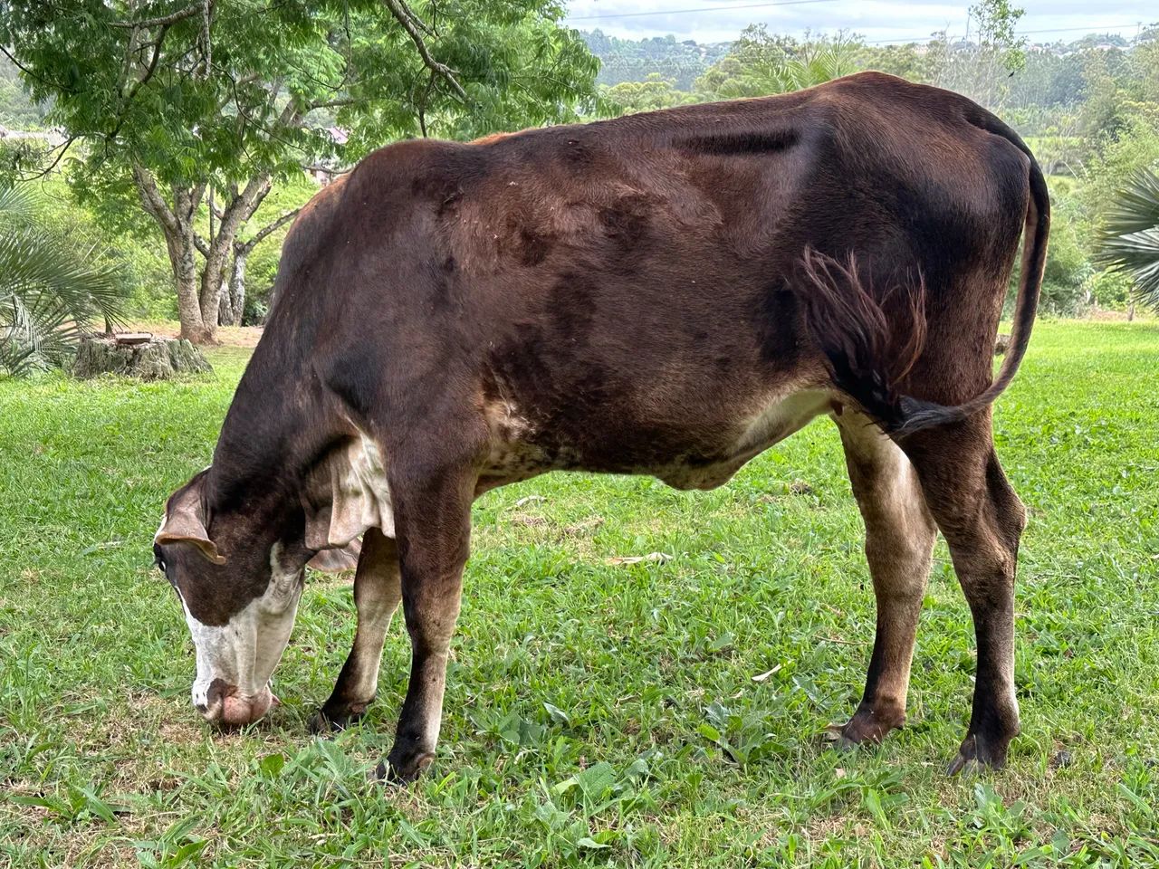 Novilha vendo ou troco por treineiros