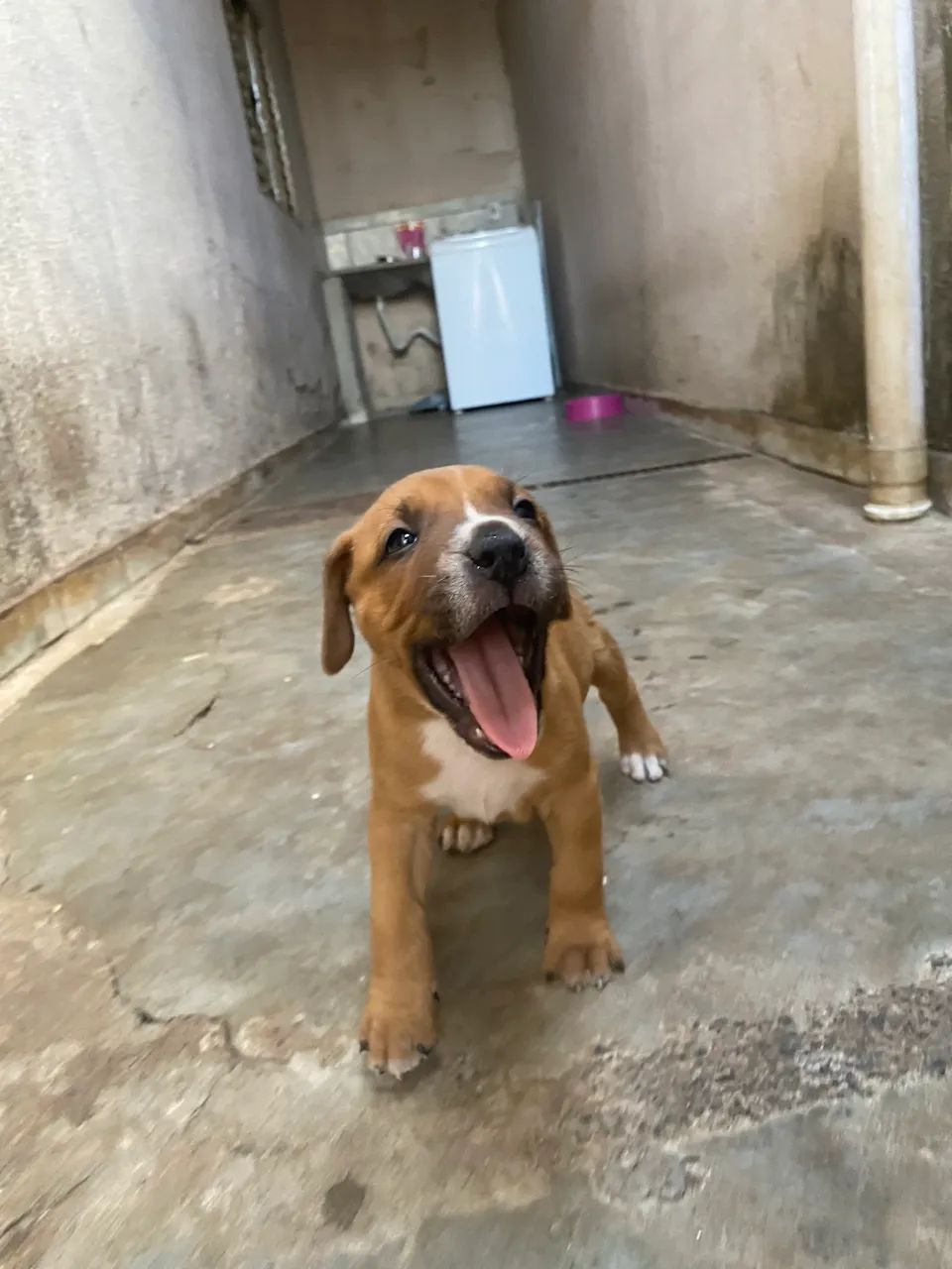 Doação de cachorrinhos ? - Foto 3