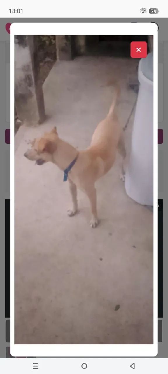 Cachorro para adoção 