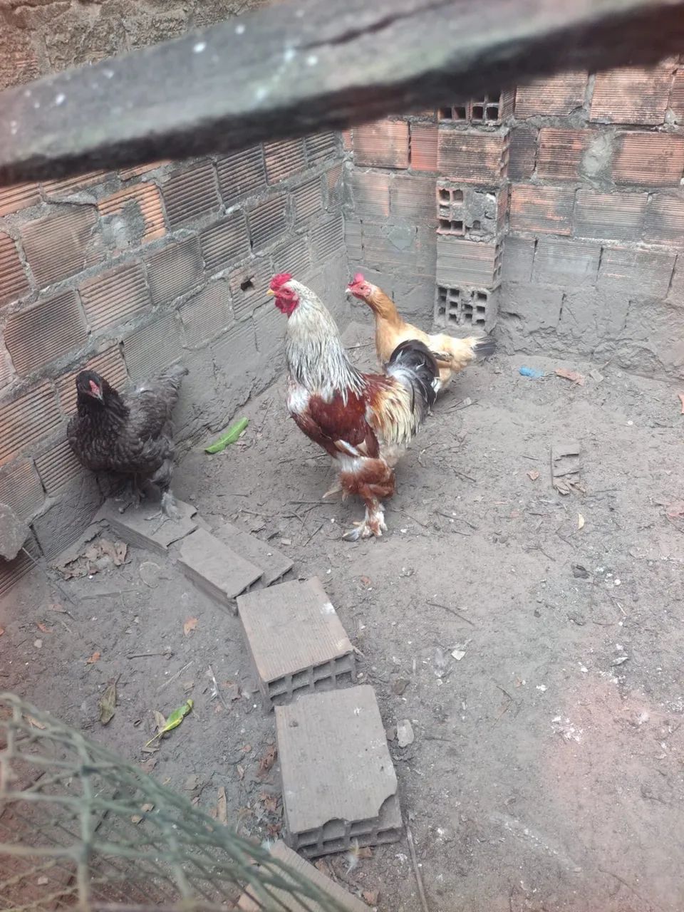 Frangos da raça brama!!! - Foto 2