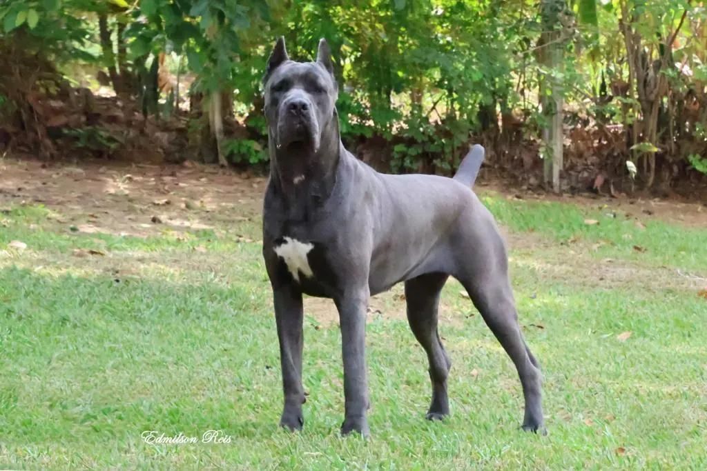 Táxi dog do Leo  . - Foto 4