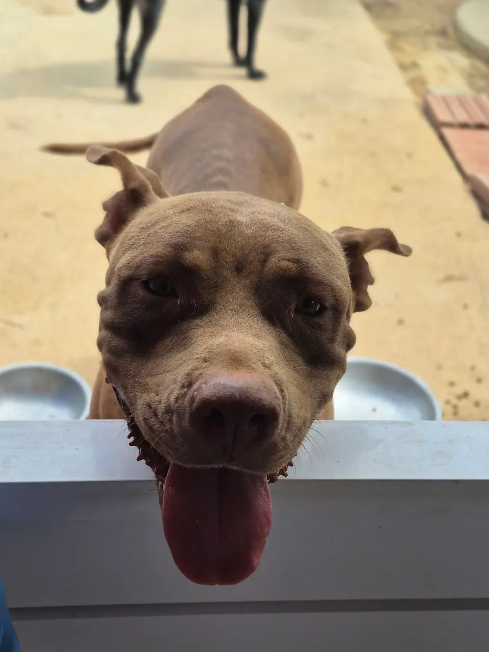 Filhote pitbull - Foto 5