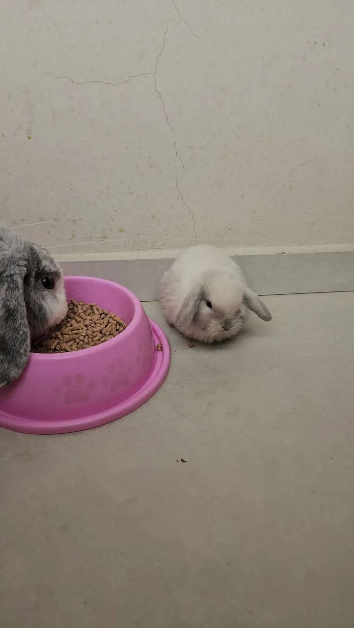 Coelho pet  - Foto 2