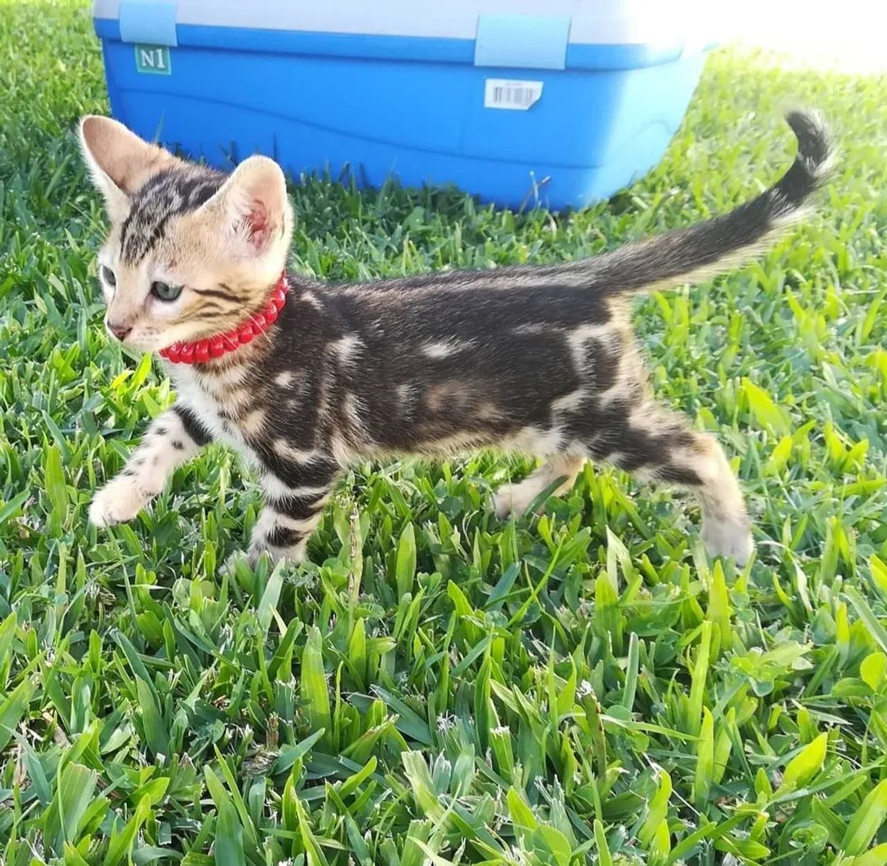 Filhotes Bengal Marbled Silver - 2 meses - Pais no local - Entregamos - Foto 4