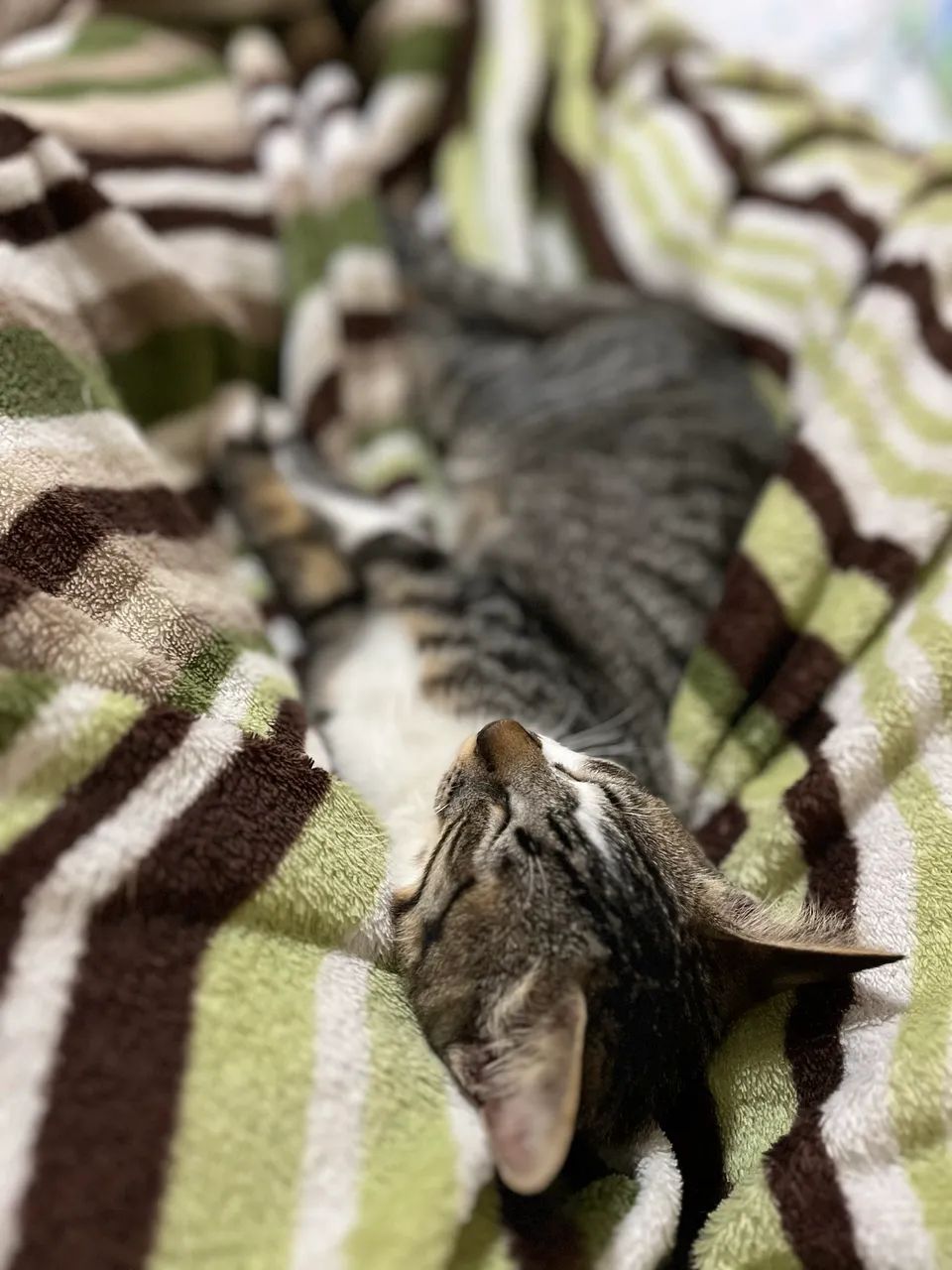 Gata para adoação  - Foto 5