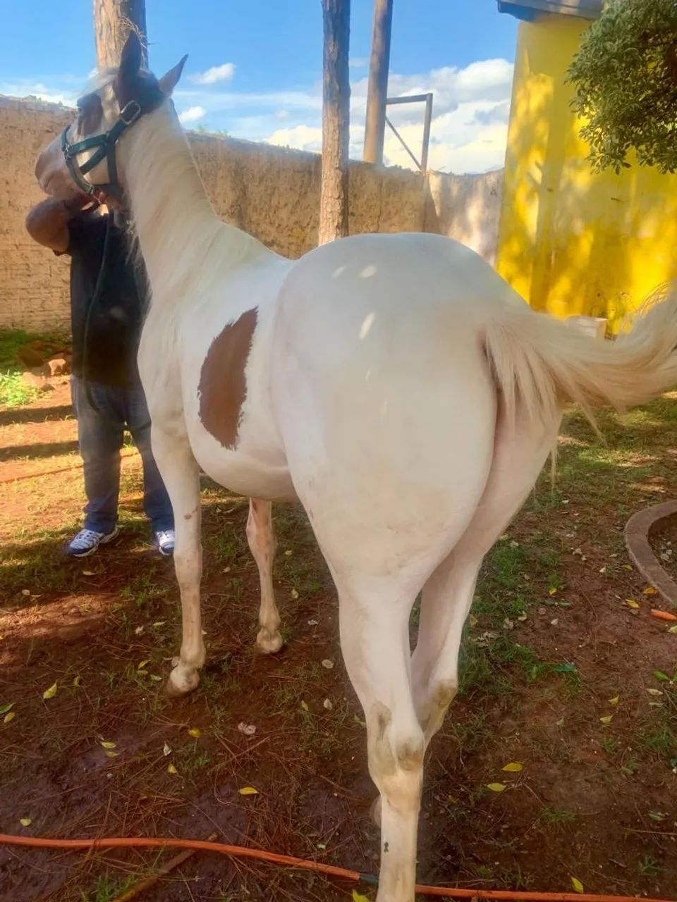 CAVALO POTRO PAINT HORSE REGISTRADO  - Foto 5