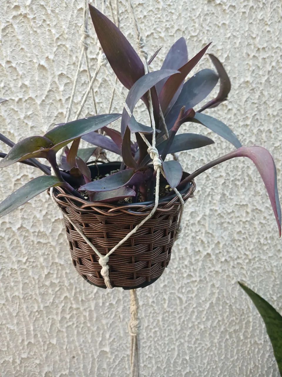 Planta - Foto 3