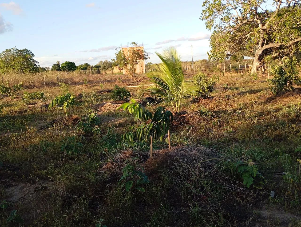 Terreno  - Foto 3