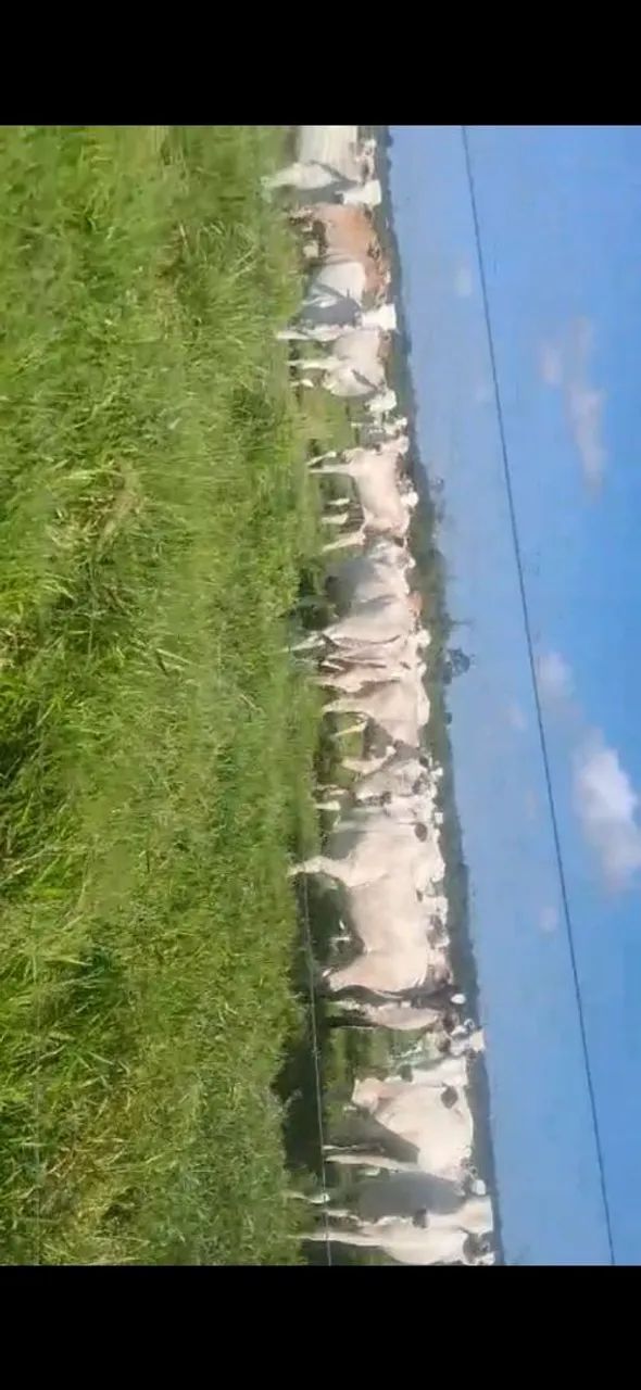 Fazenda a venda regiâo do pará  - Foto 3