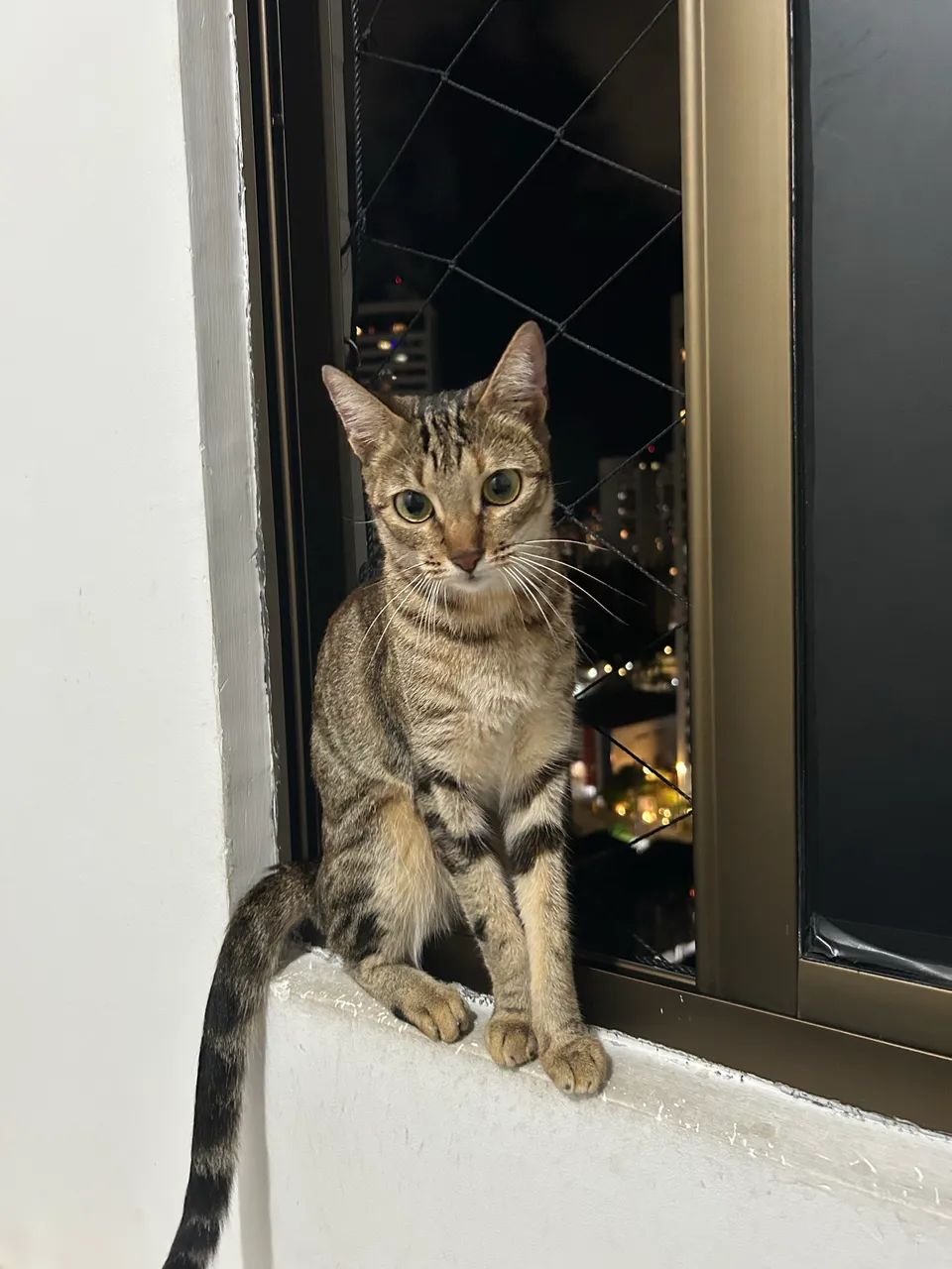 Gato p adoção 