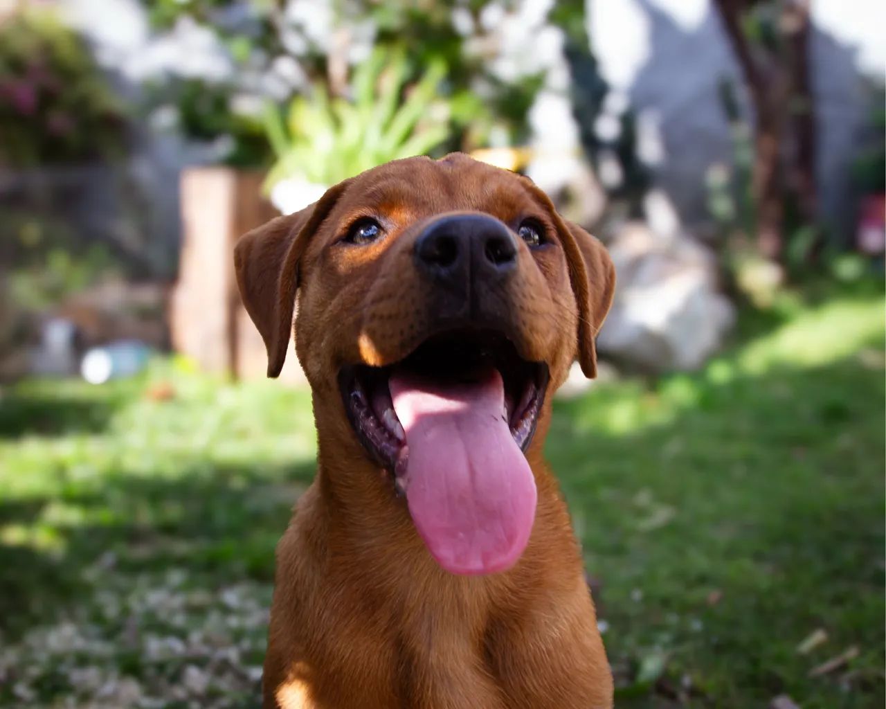 Doação cachorra porte grande - Foto 5