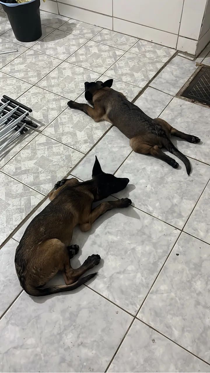 Pastor belga Malinois 