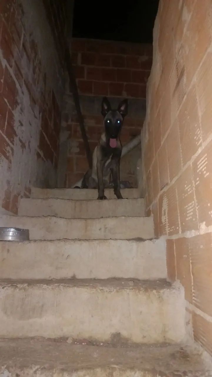 PASTOR BELGA MALIONS 9 MESES - Foto 2