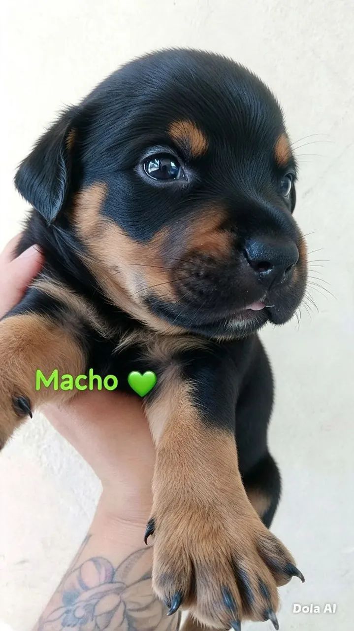 Rottweiler com pitbul  - Foto 3