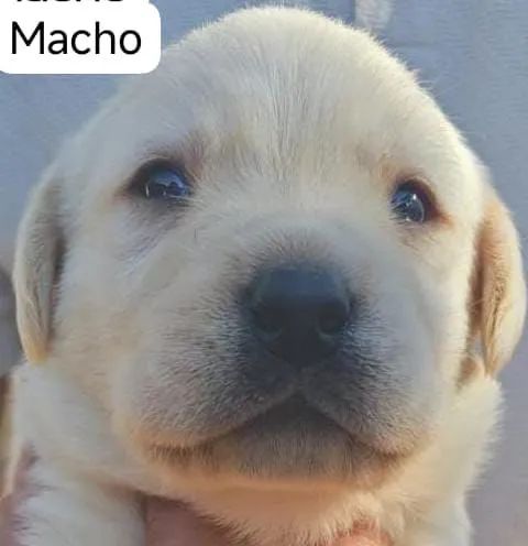 Labrador filhote - Foto 3