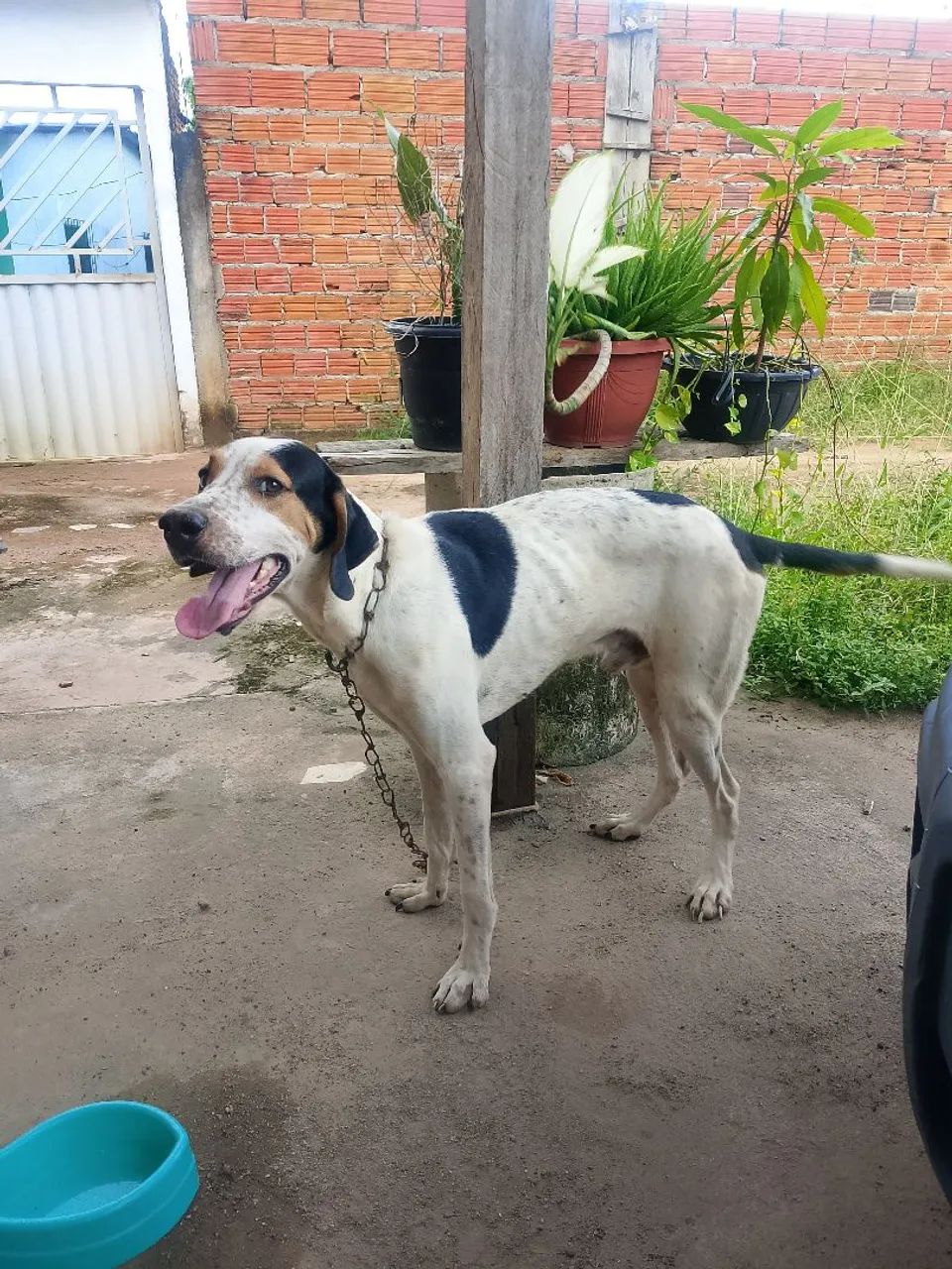 Vendo 