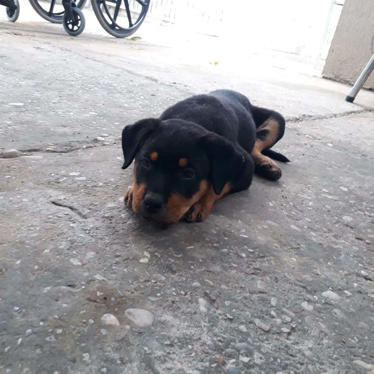 Rotweiller  - Foto 5