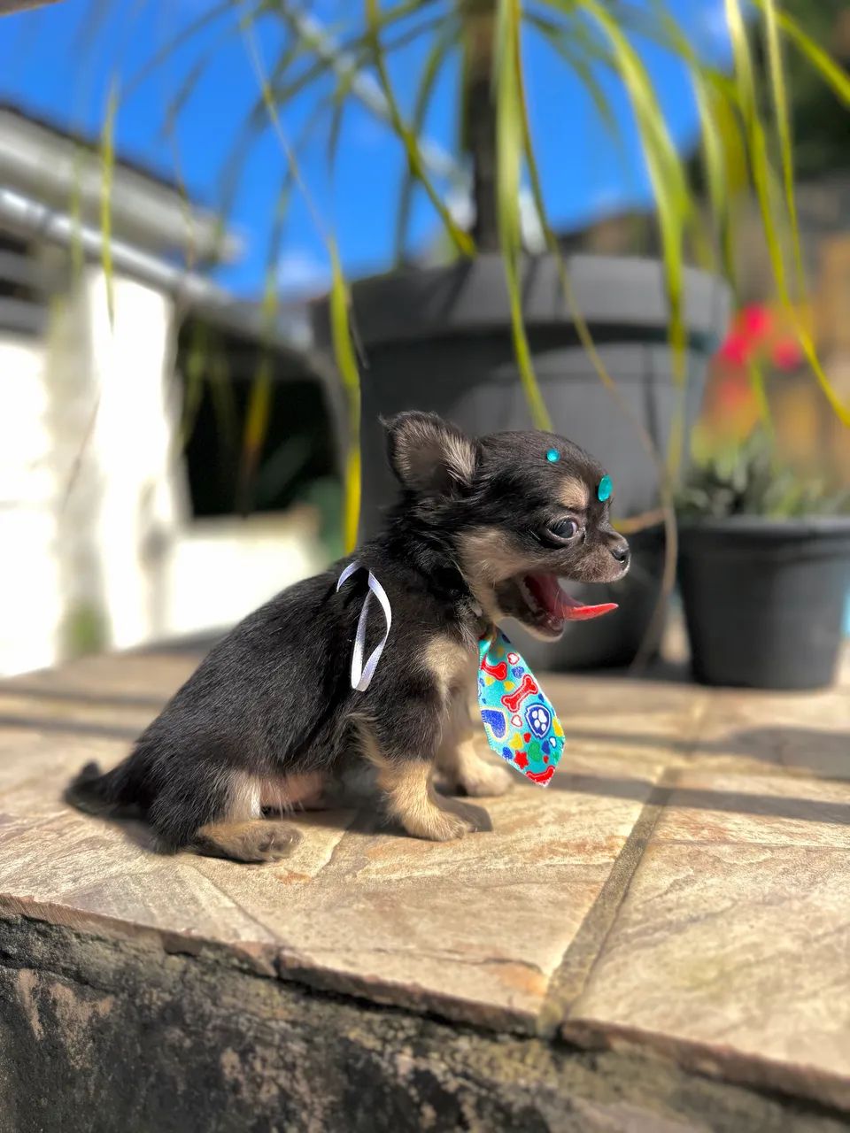 Chihuahua Black Tan  - Foto 4