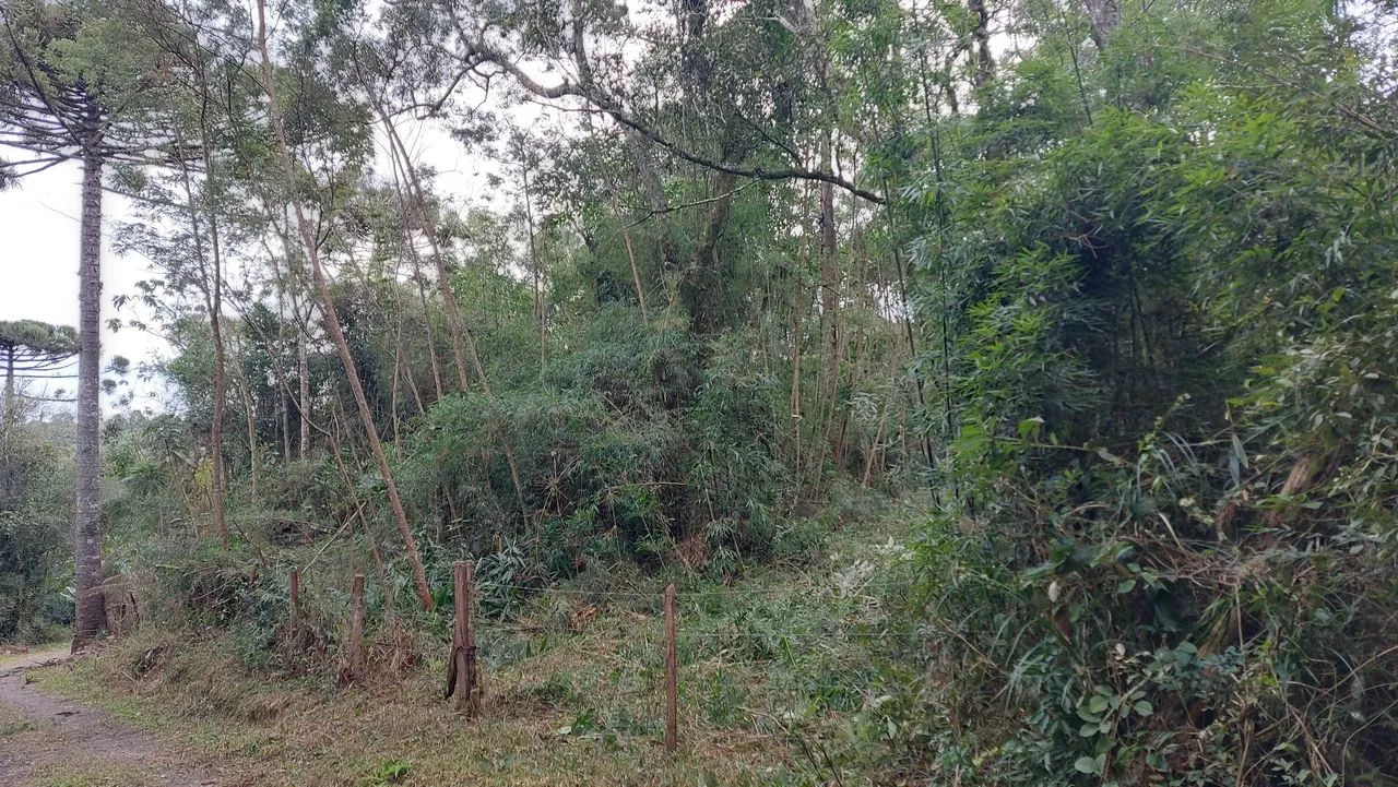 Venda - Foto 3
