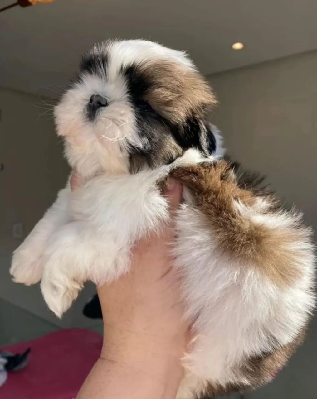 shih tzu bem pequenos e peludos  - Foto 3