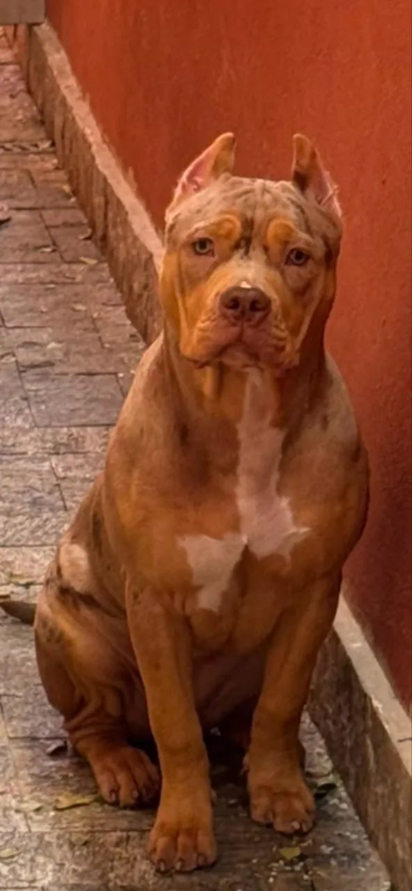 Fêmea Pit Monster tri choco merle 