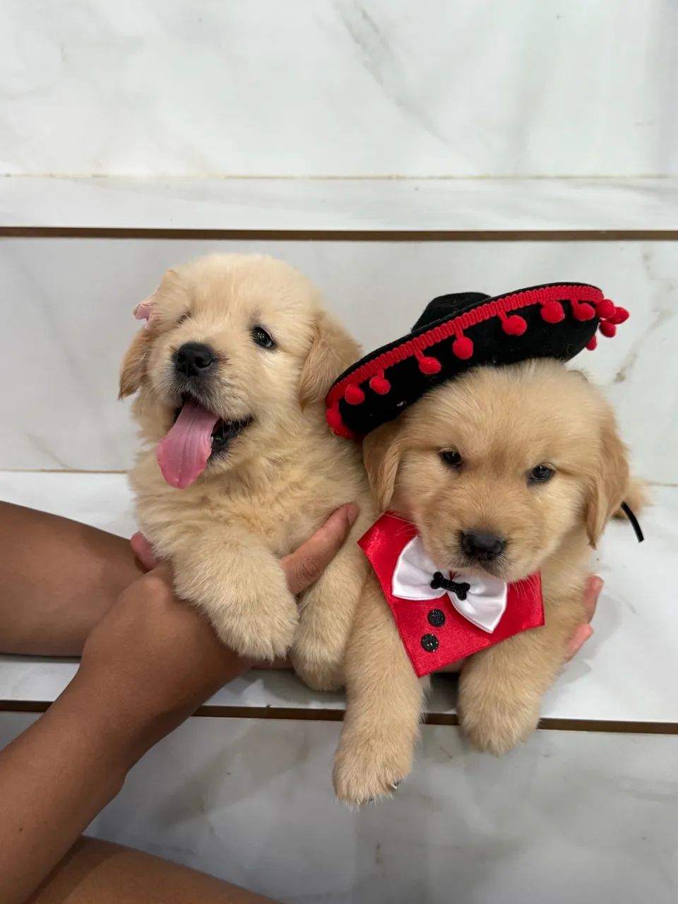 Filhote de Golden Retriver linhagem de excelência 