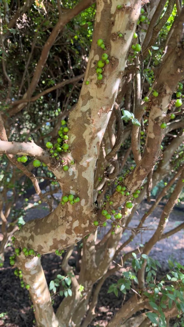 Mudas de jabuticaba  - Foto 2