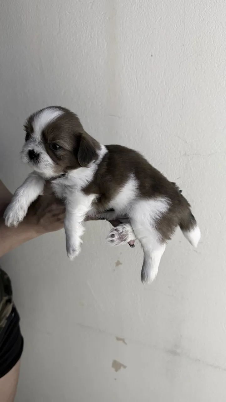 Shih Tzu - Foto 5