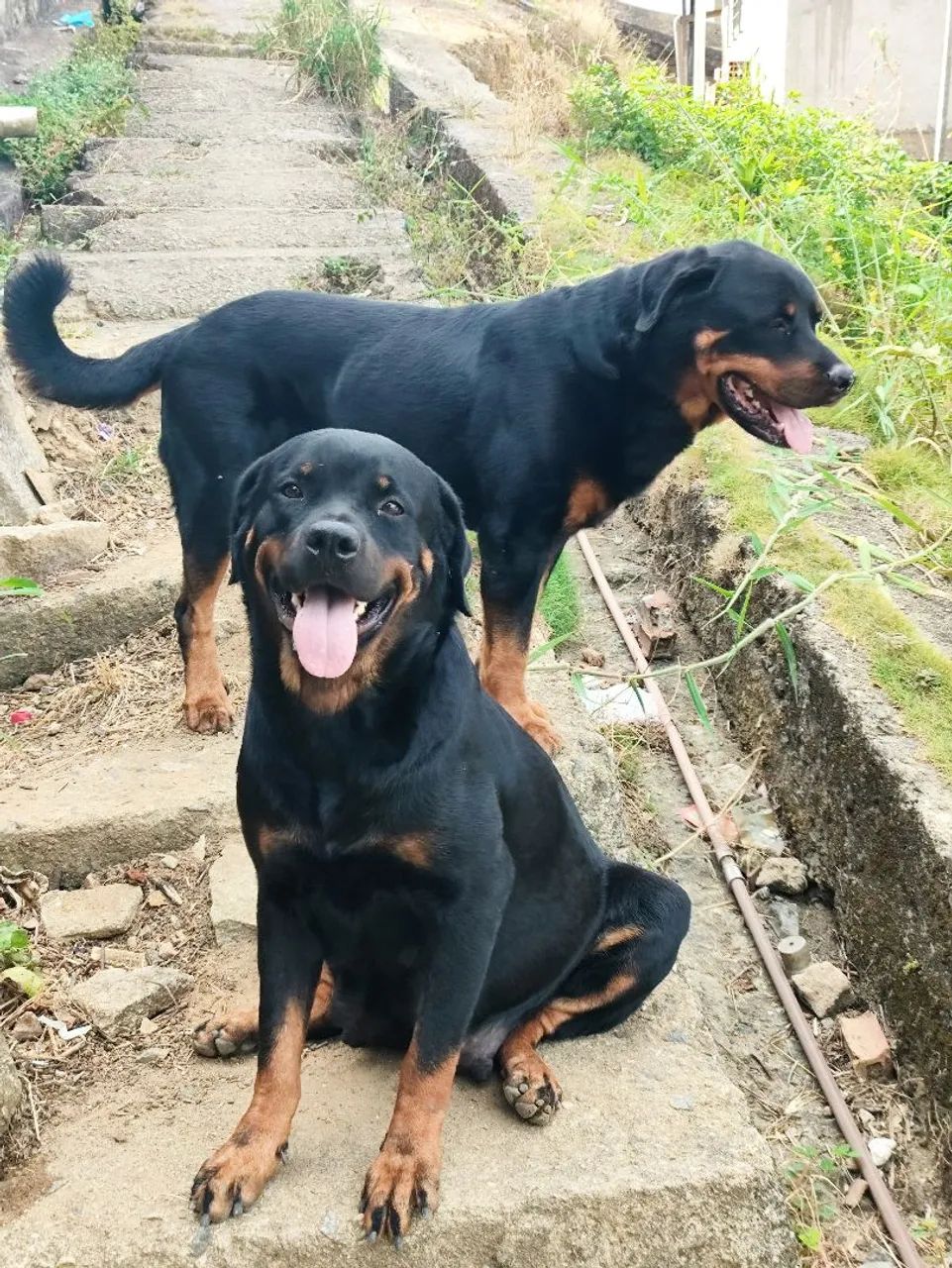 Cachorro rottweiler de ótima linhagem - Foto 2