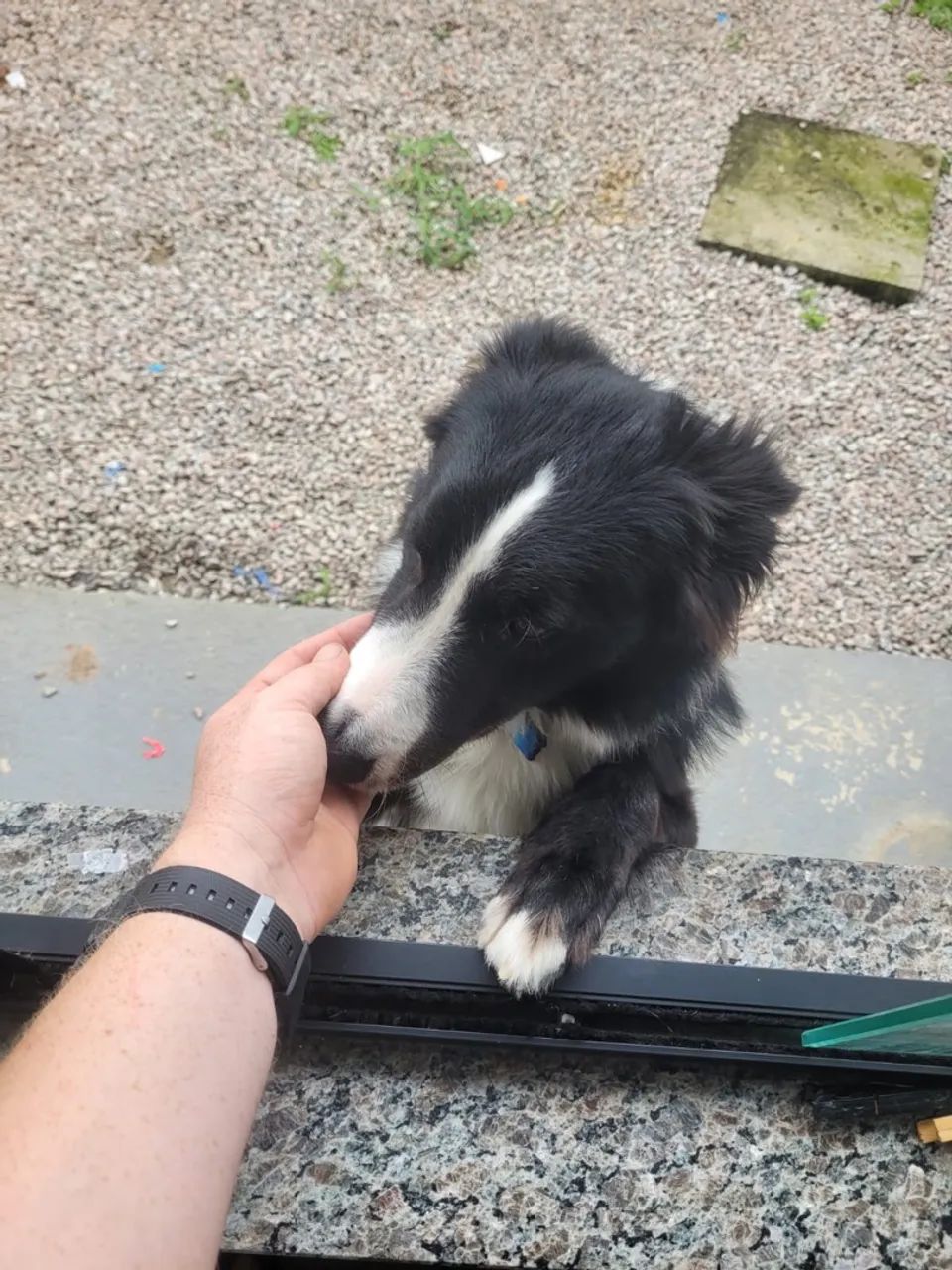 Doação border Collie  - Foto 4