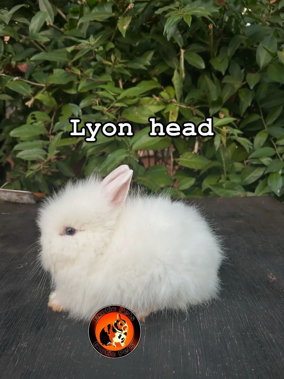 Lyon head - Foto 4
