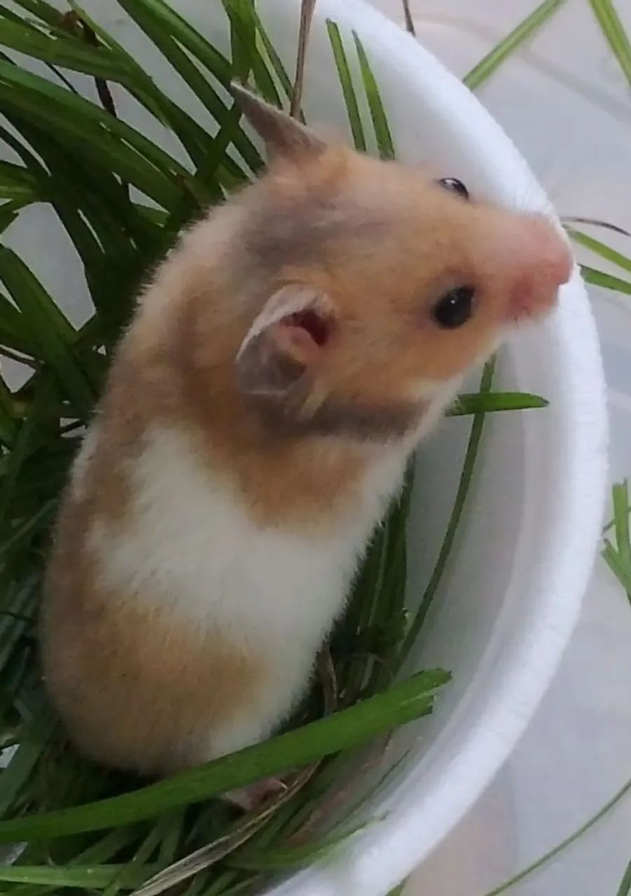 Hamster sírio (a raça mais dócil de todas)com 45 dias - Foto 2
