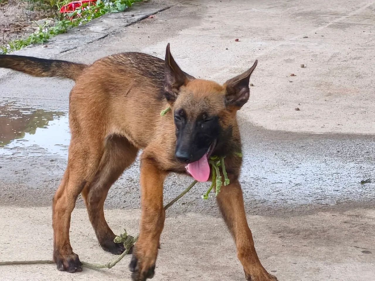 Pastor Belga Malinois - Foto 5