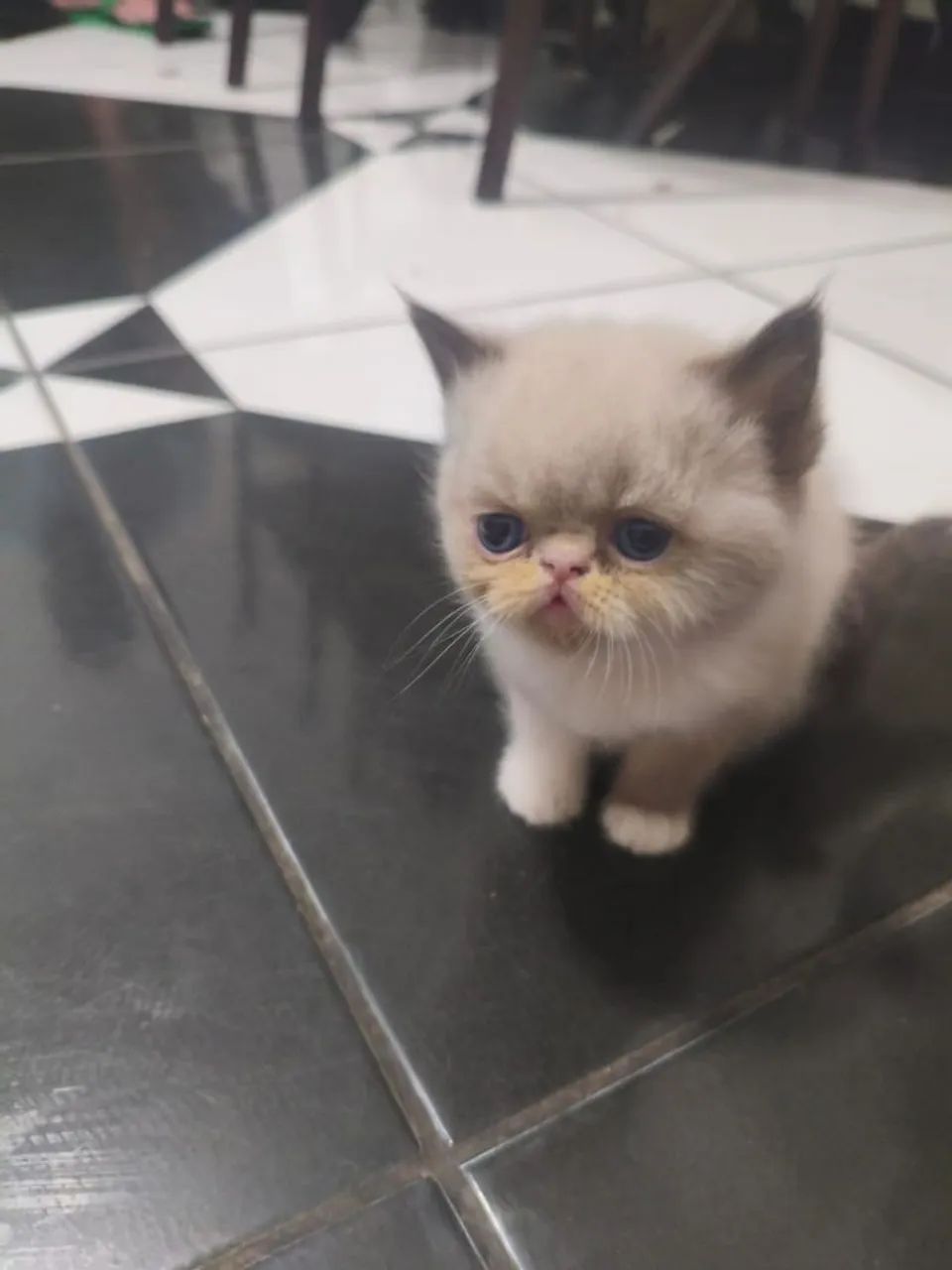 Filhotes de gatos Pérsia/exótico disponível para venda dia 3 de setembro  - Foto 3