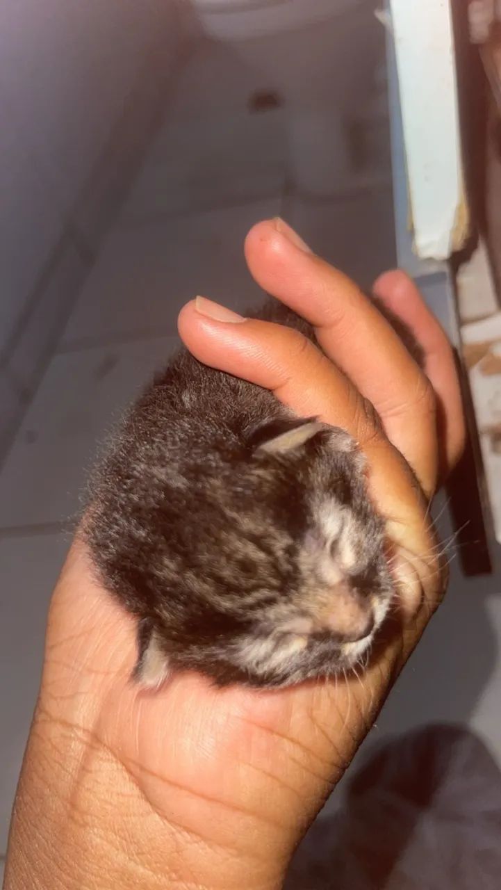 Gatinhos doação  - Foto 2
