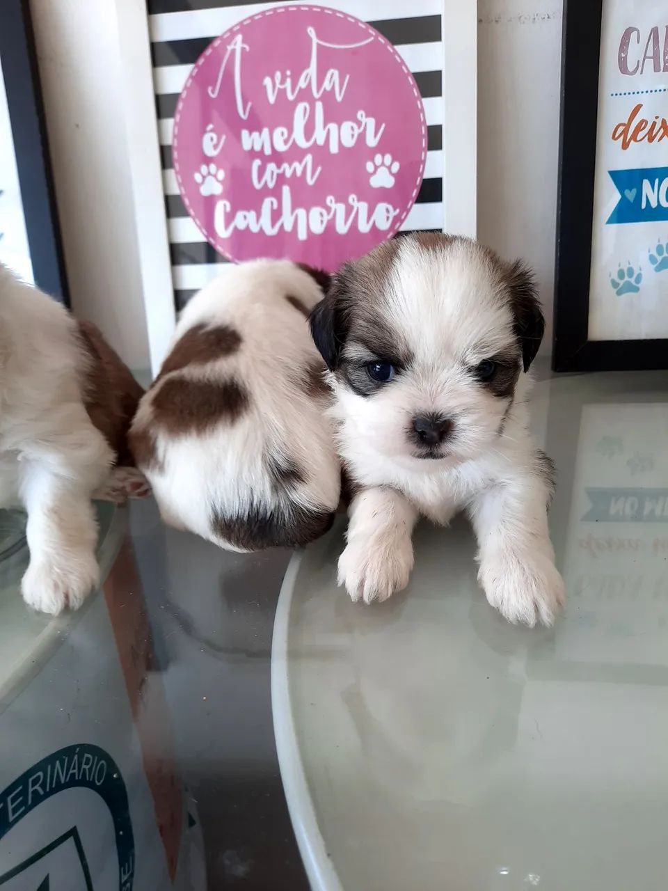 Shih Tzu micro com pedigree! - Foto 3